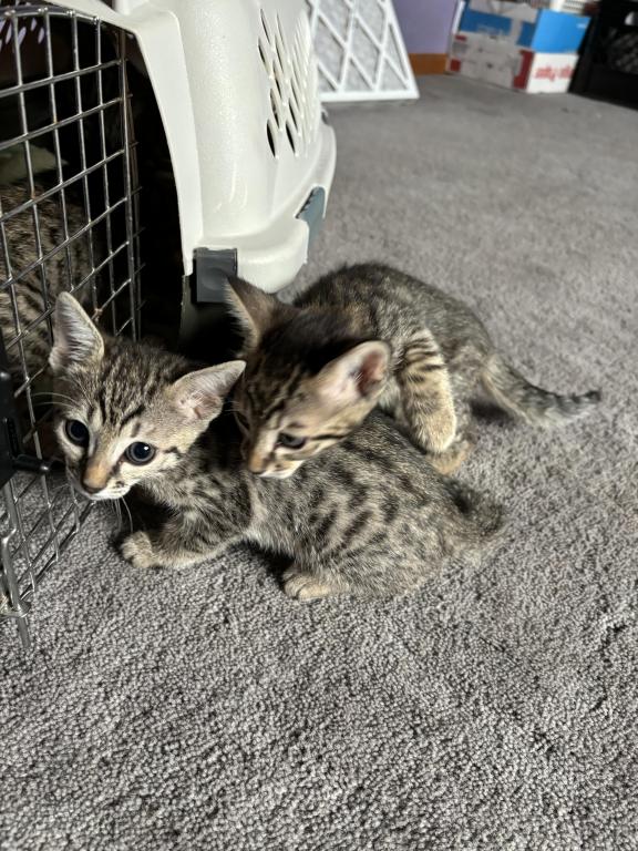 Bengal Russian Blue Mix photo 3