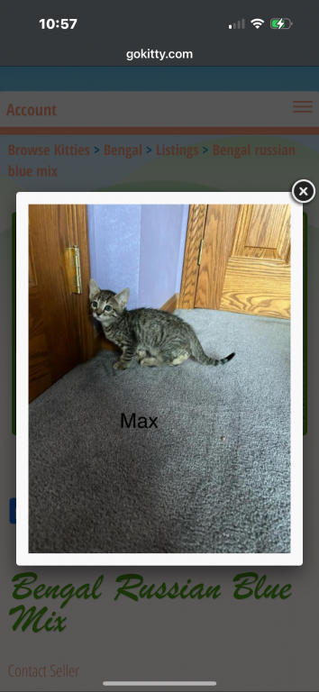 Bengal Russian Blue Mix