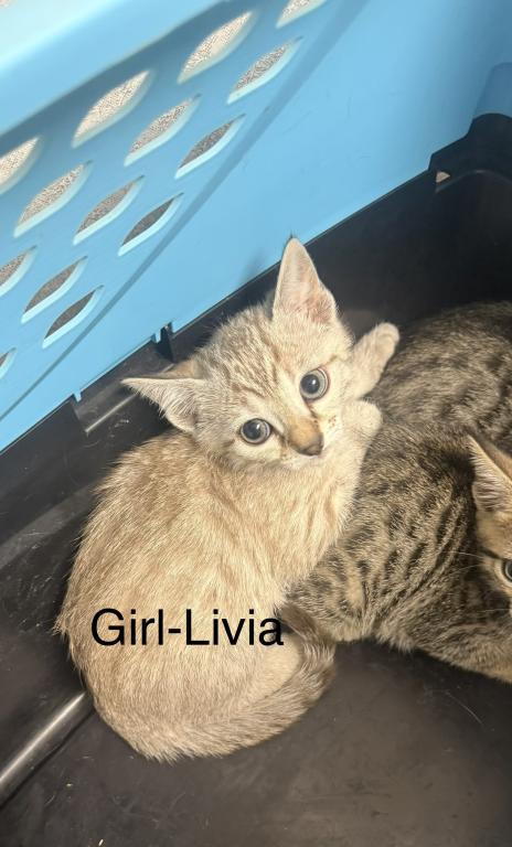 Bengal Russian Blue Mix photo 9