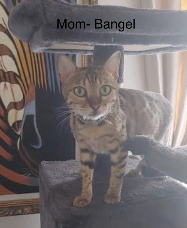 Bengal Russian Blue Mix photo 7