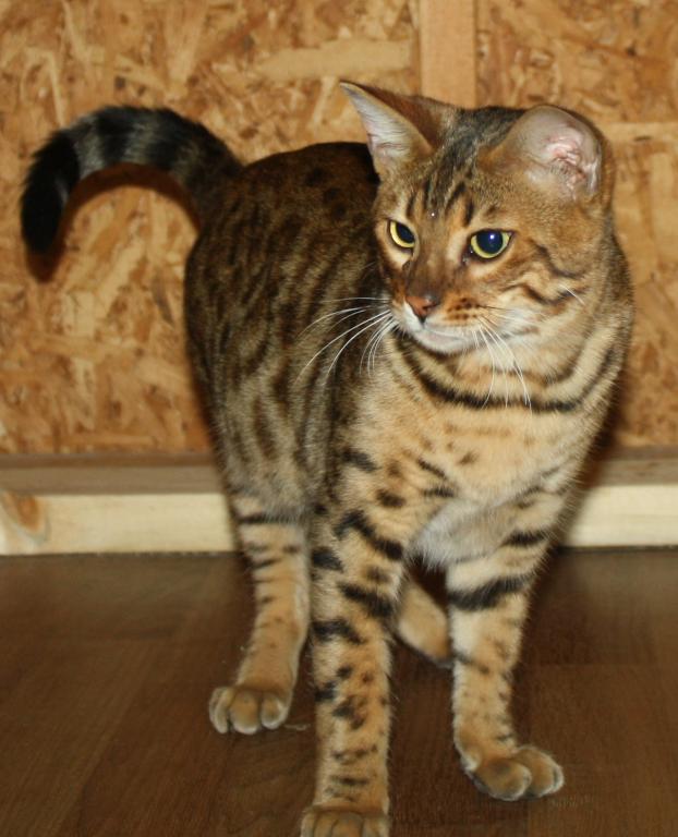Amazing Male Bengal photo 23
