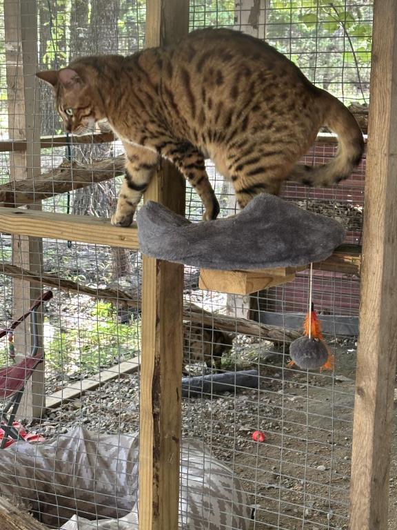 Amazing Male Bengal photo 3