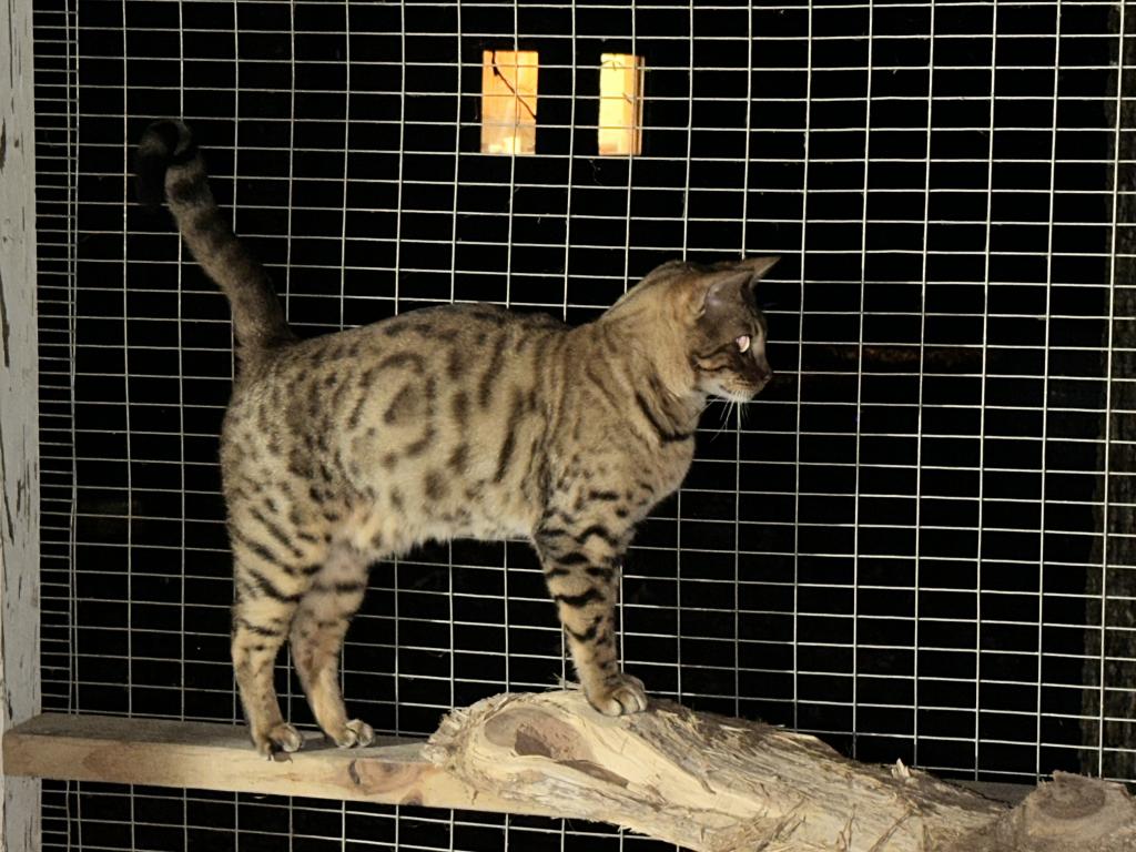 Amazing Male Bengal photo 9
