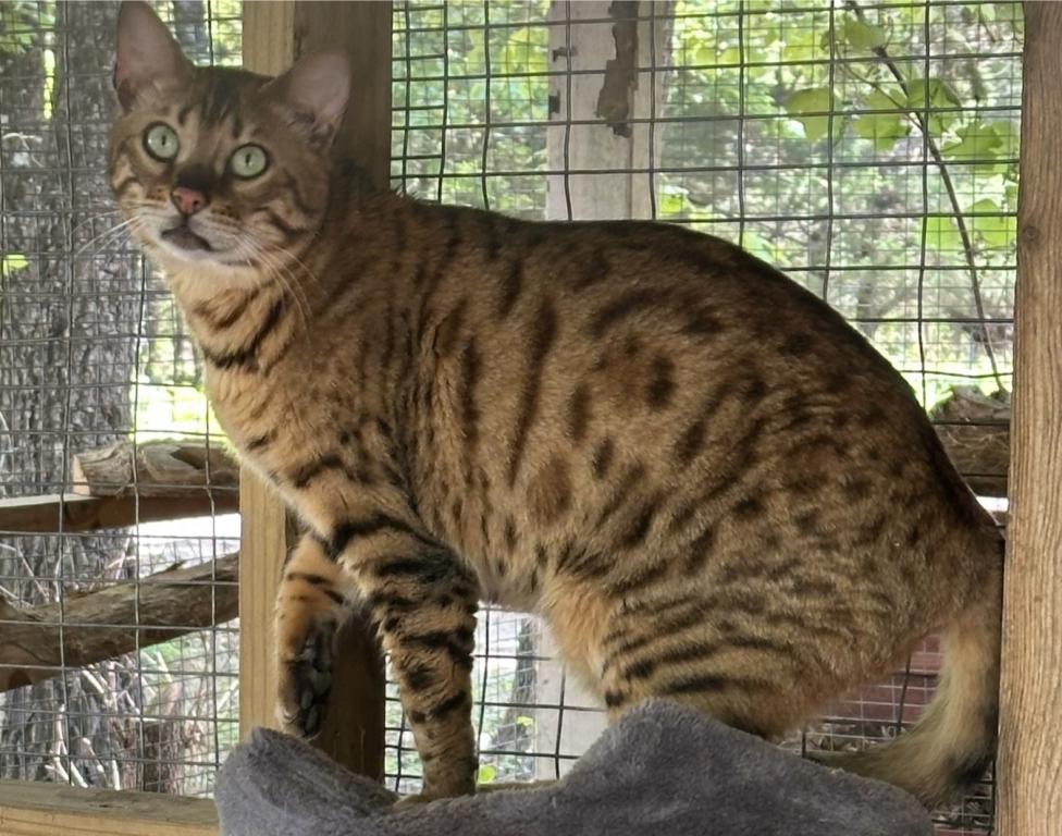 Amazing Male Bengal photo 2