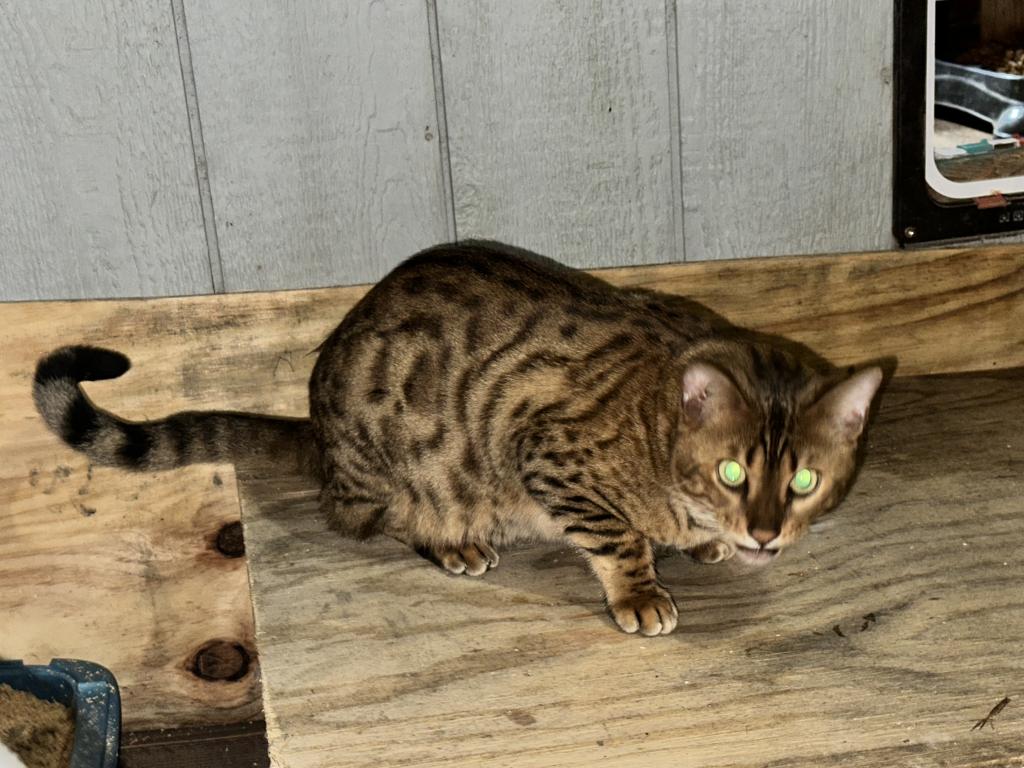 Amazing Male Bengal photo 4