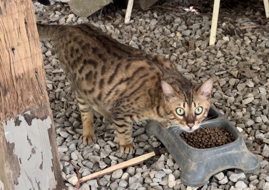 Amazing Male Bengal photo 11