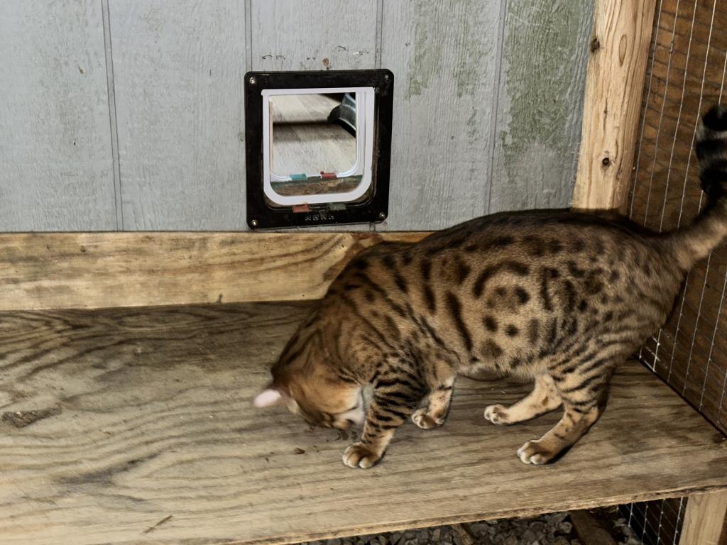 Amazing Male Bengal photo 7