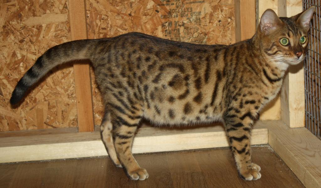 Amazing Male Bengal photo 18