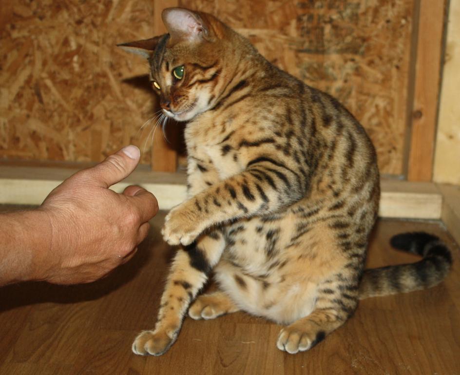 Amazing Male Bengal photo 19