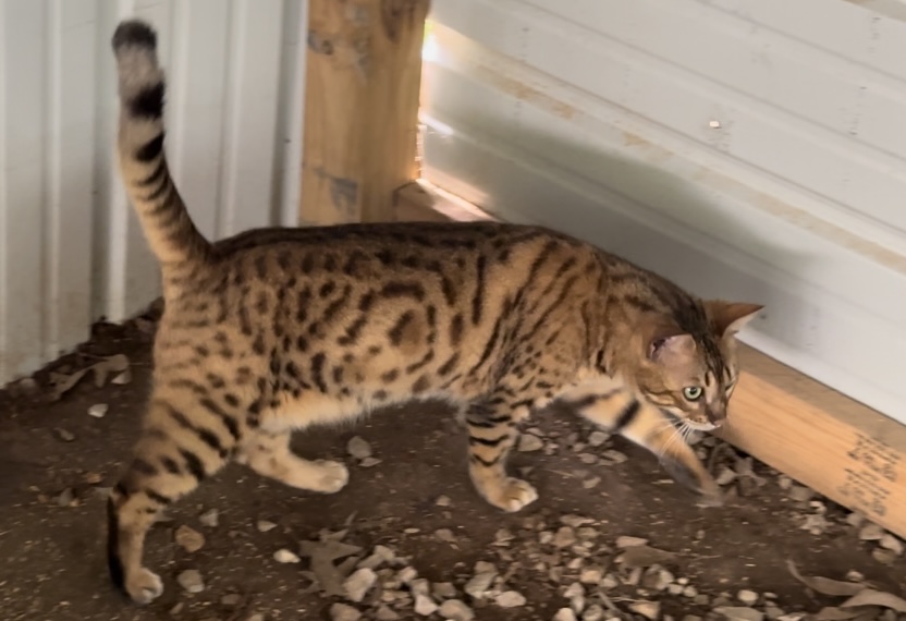 Amazing Male Bengal photo 13
