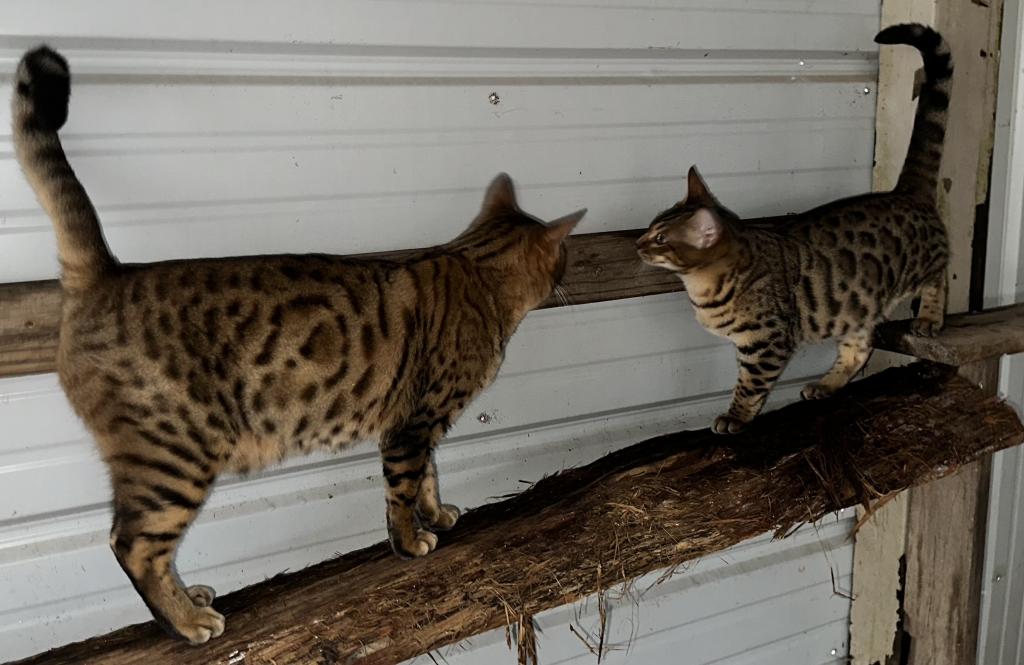 Amazing Male Bengal photo 6