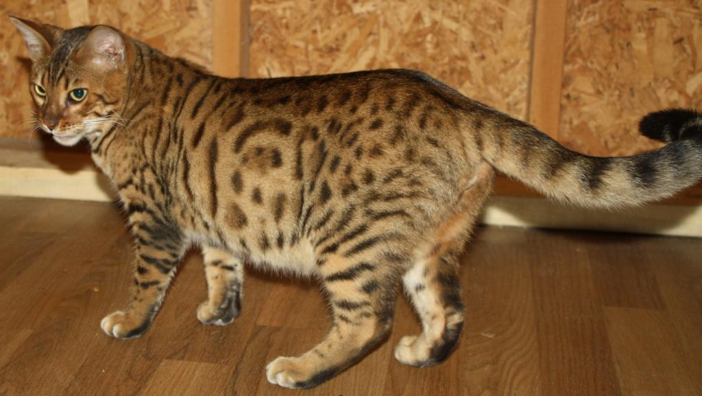 Amazing Male Bengal photo 22