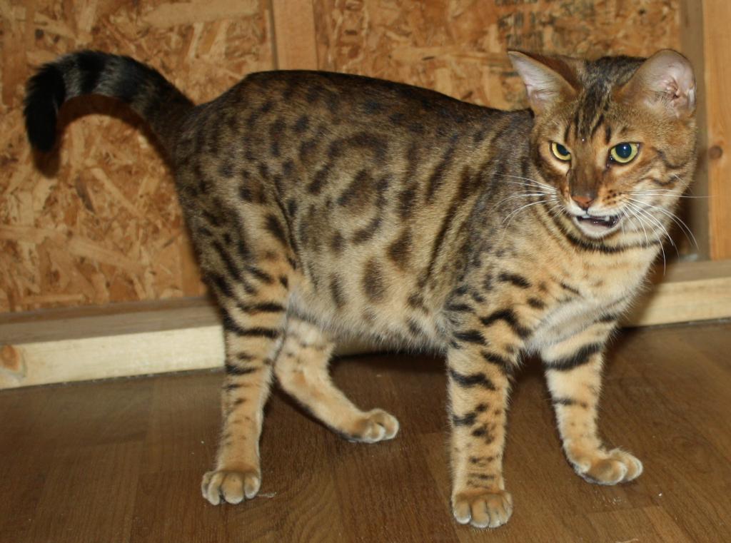 Amazing Male Bengal photo 21