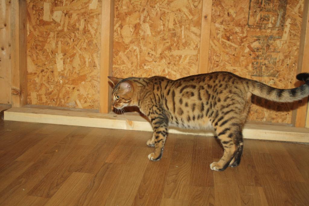 Amazing Male Bengal photo 17