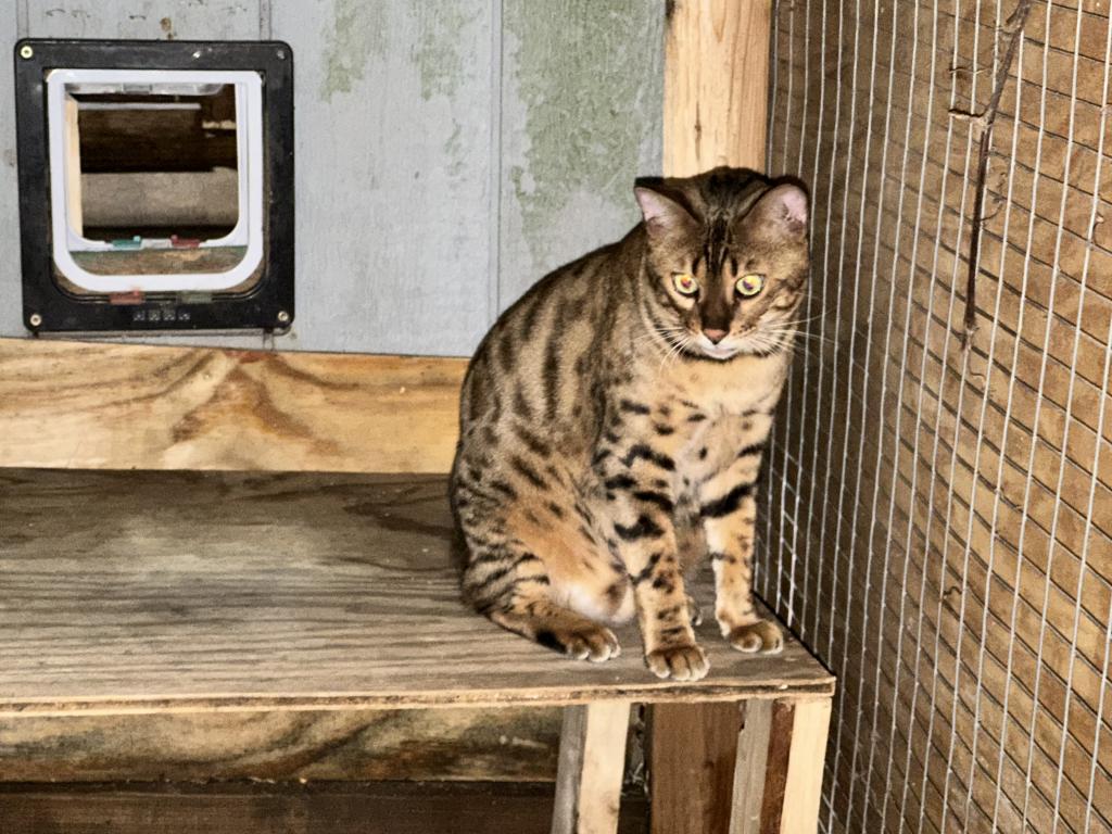 Amazing Male Bengal photo 8
