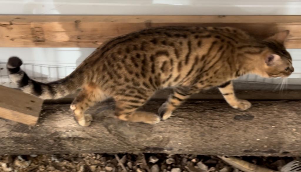 Amazing Male Bengal photo 12