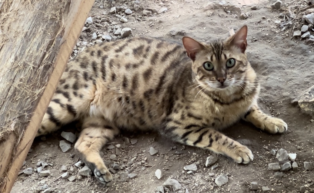 Amazing Male Bengal photo 14