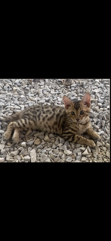Amazing Male Bengal photo 16