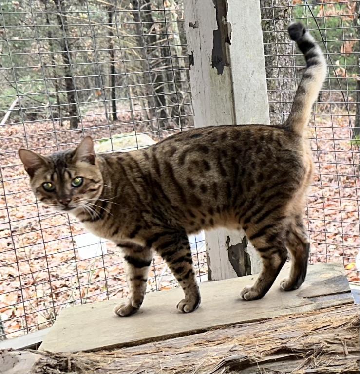 Amazing Male Bengal photo 5