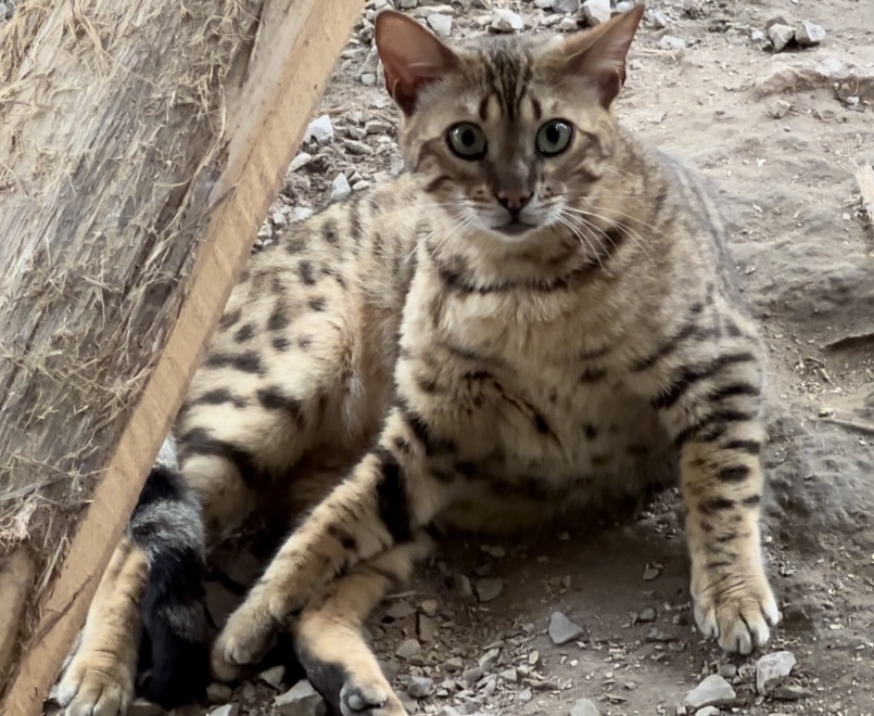 Amazing Male Bengal photo 15