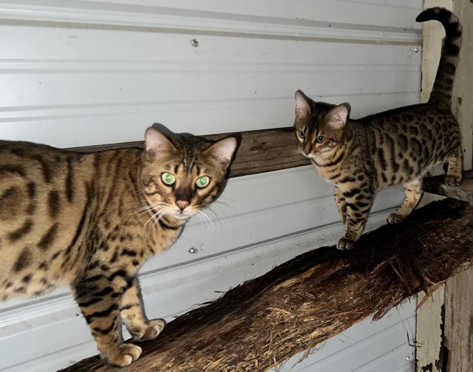 Amazing Male Bengal photo 10