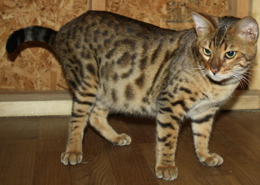 Amazing Male Bengal photo 20