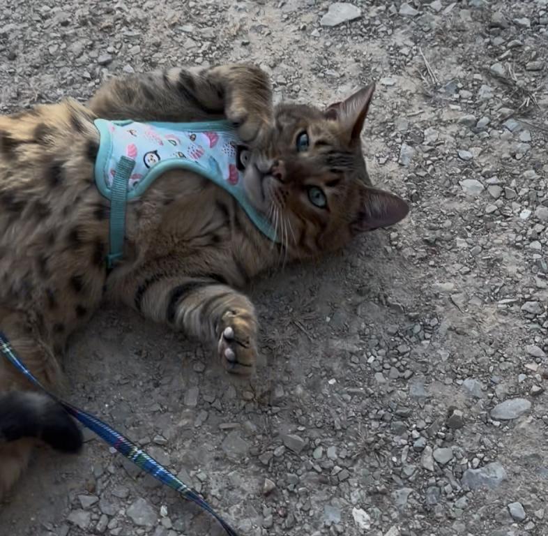 Amazing Male Bengal
