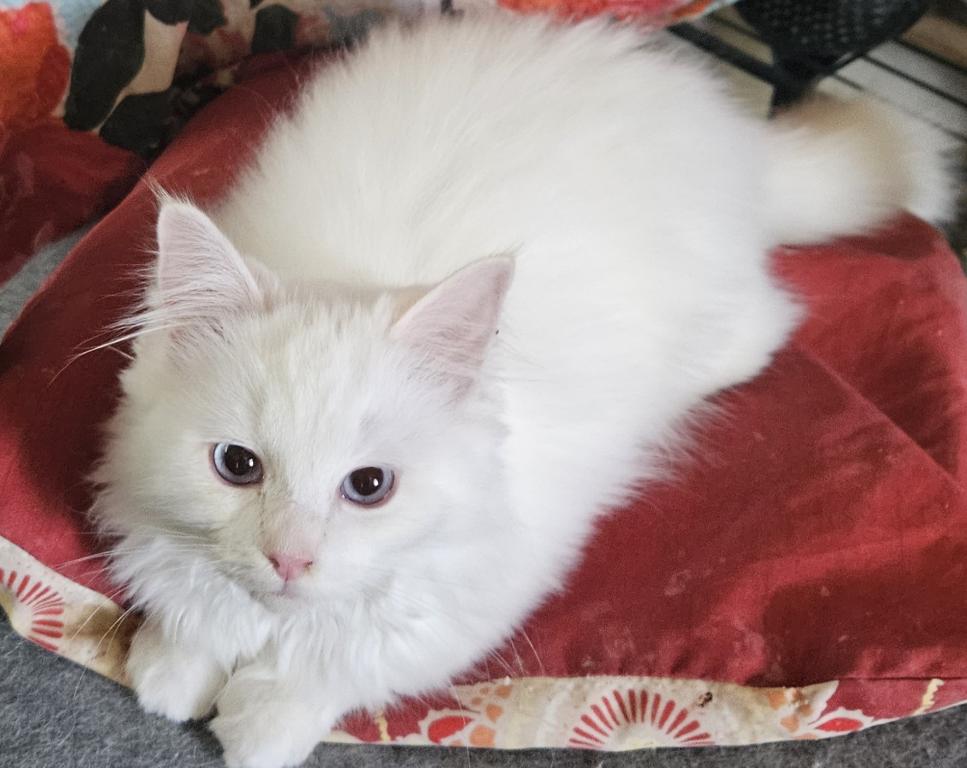 Flame Point Sweetheart photo 2