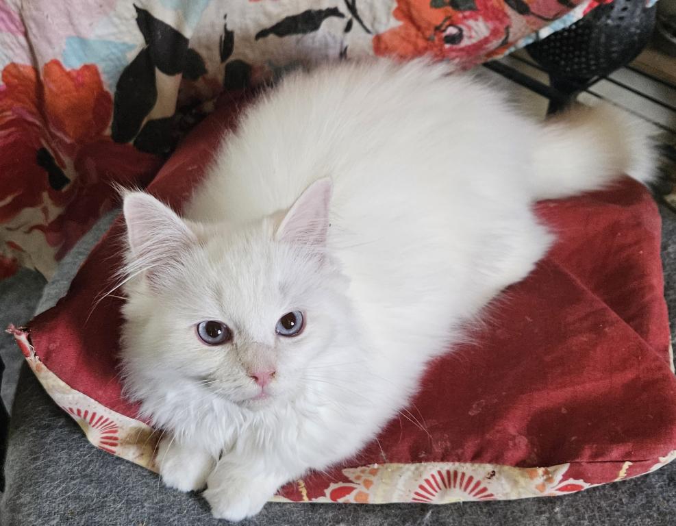 Flame Point Sweetheart photo 1
