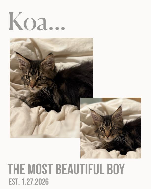 Koa photo 7