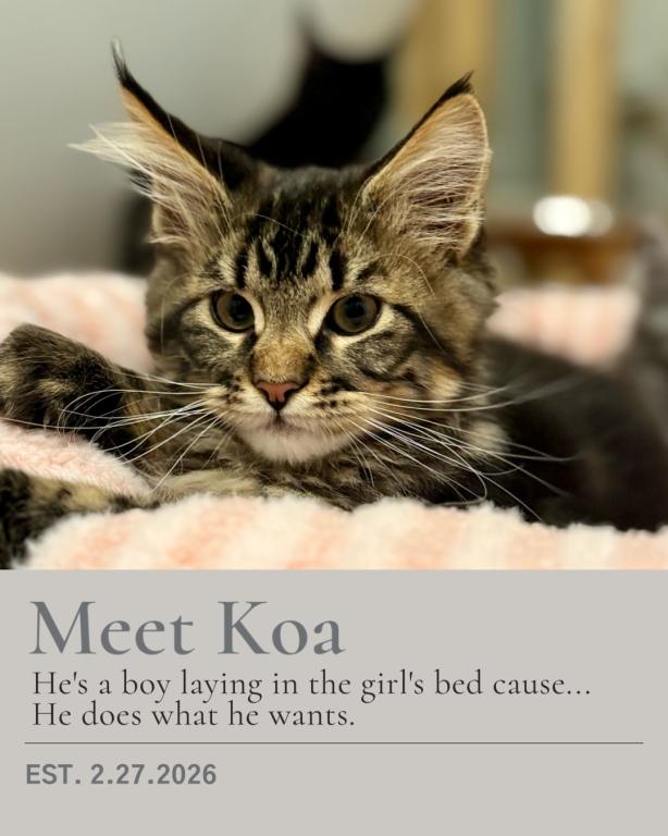 Koa photo 2