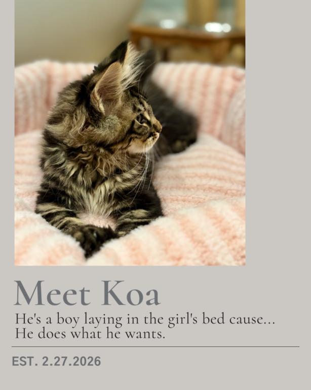 Koa photo 5