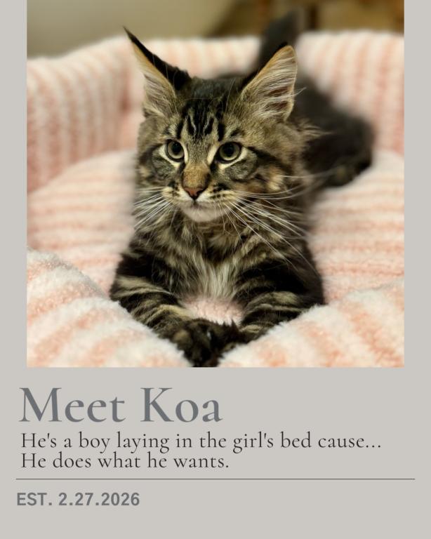 Koa photo 4