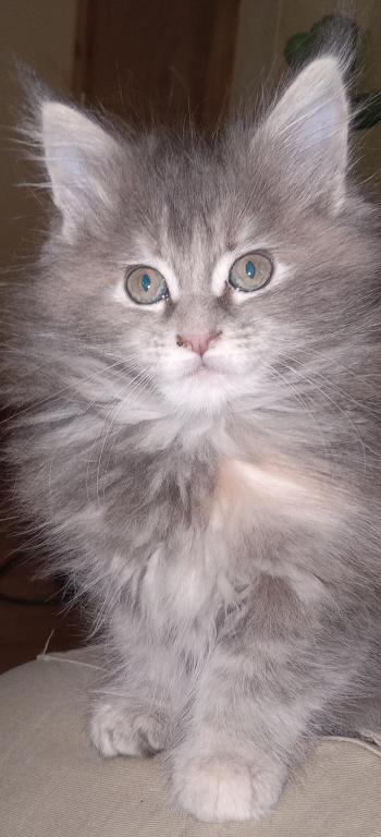 Buttercup photo 1