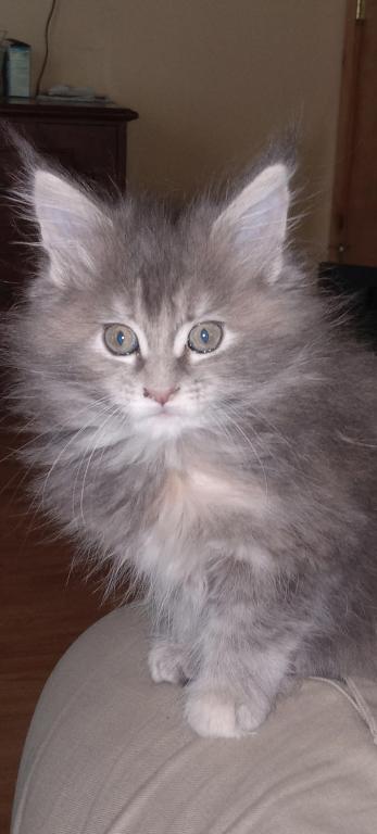 Buttercup photo 2