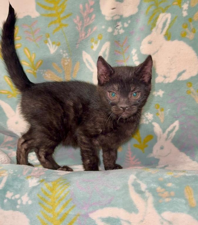 Black Panther photo 1