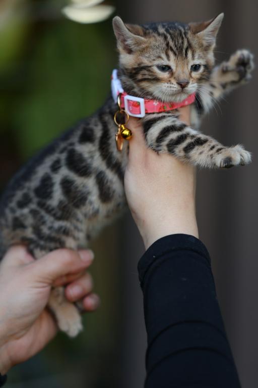 Panthera photo 3