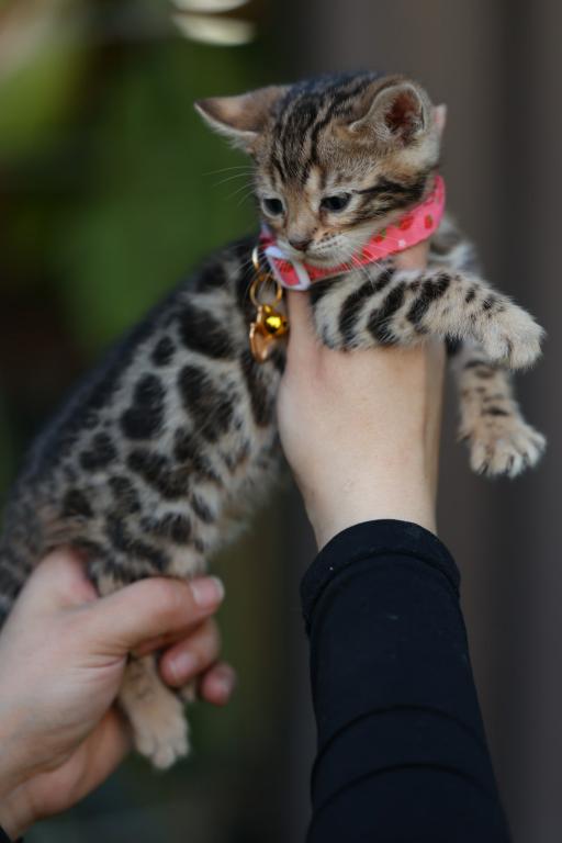 Panthera photo 2