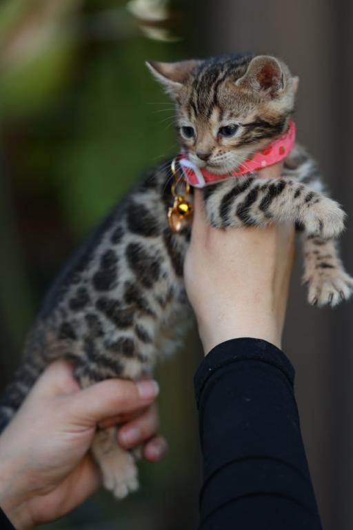 Panthera photo 1