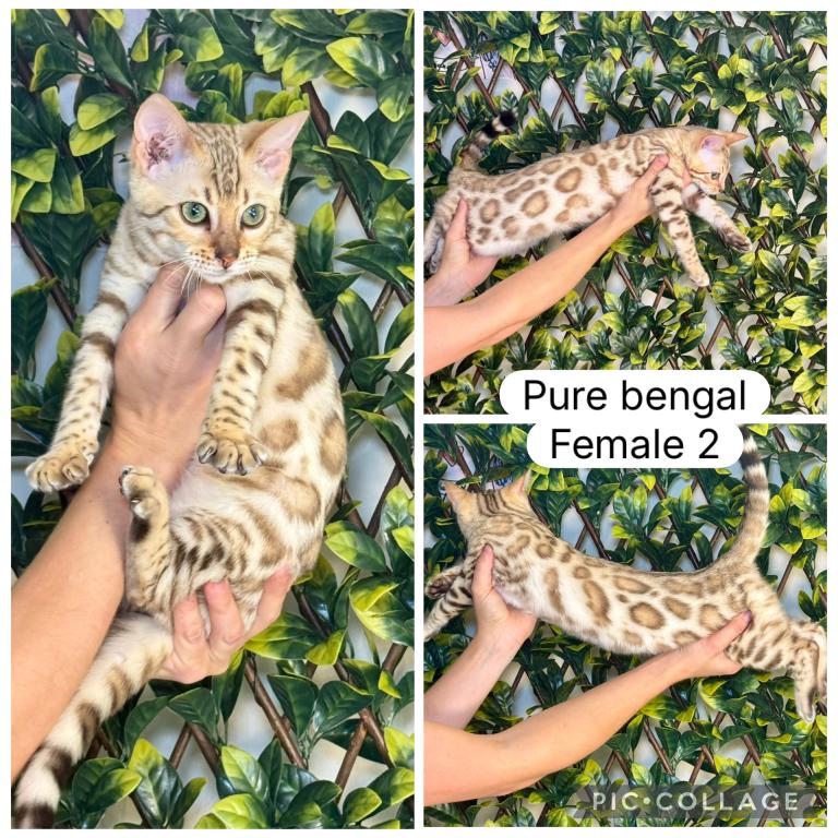 Male1 photo 3