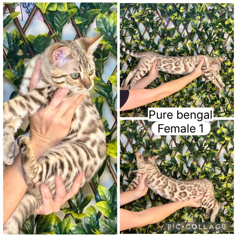 Male1 photo 2