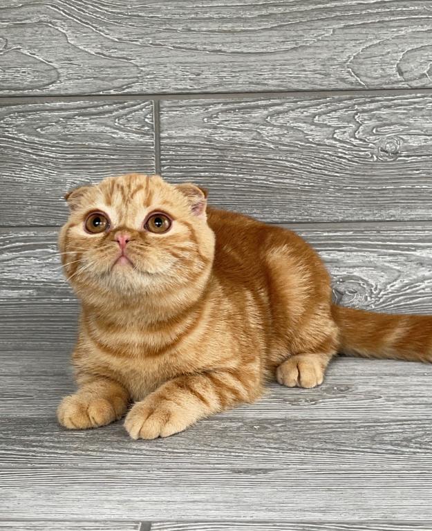 Elias Cattery photo 19