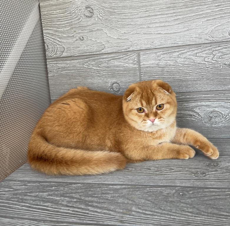 Elias Cattery photo 2