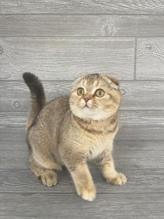 Elias Cattery photo 18