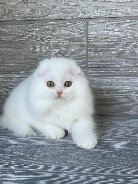 Elias Cattery photo 14