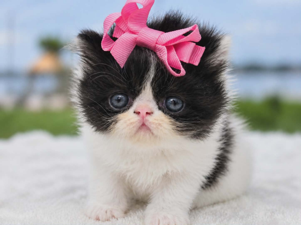 Sugar's Girl photo 1