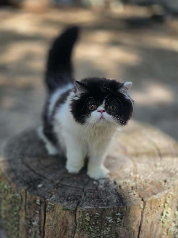 Sugar's Girl photo 2