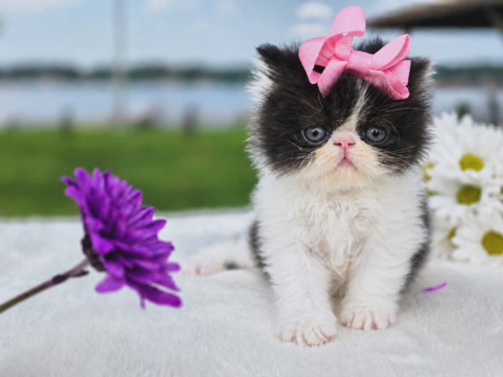 Sugar's Girl photo 8