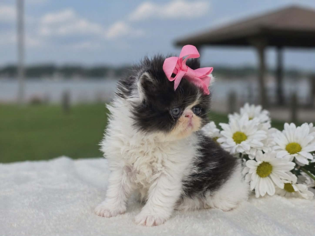 Sugar's Girl photo 7