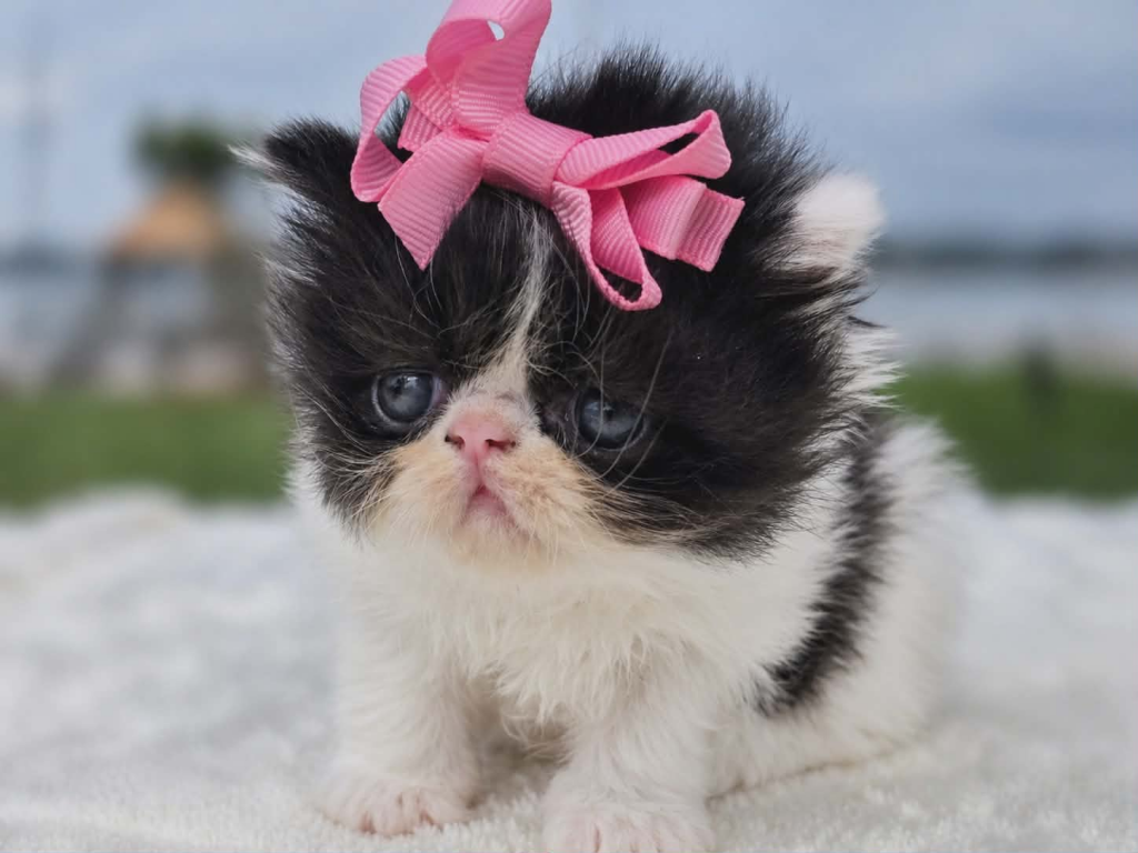 Sugar's Girl photo 3